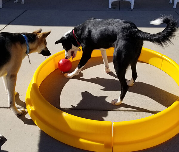 PR5 Puppy Playground.jpg